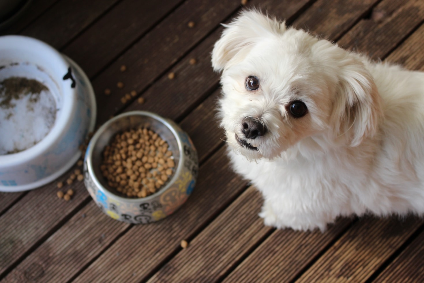 De impact van uw donatie op dieren